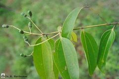 Cinnamomum verum